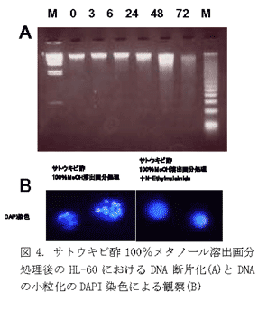 図4. サトウキビ酢100%メタノール溶出画分処理後のHL-60におけるDNA断片化(A)とDNAの小粒化のDAPI染色による観察(B)