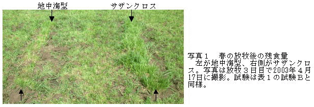 写真1 春の放牧後の残食量