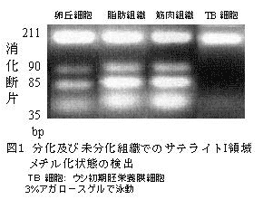 図1 分化及び未分化組織でのサテライトI領域メチル化状態の検出
