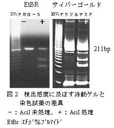 図2 検出感度に及ぼす泳動ゲルと染色試薬の差異