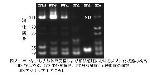 図3.単一ないし少数体外受精および核移植胚におけるメチル化状態の検出
