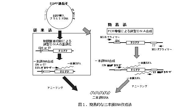 図1 簡易的な二本鎖RNA作成法