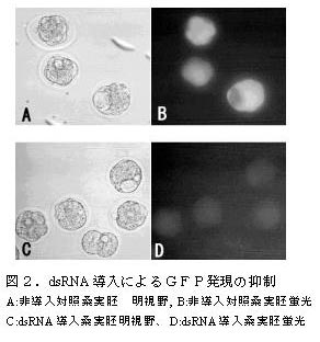 図2.dsRNA導入によるGFP発現の抑制
