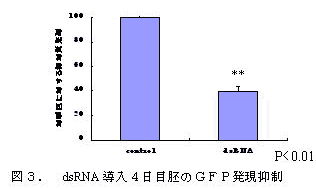 図3. dsRNA導入4日目胚のGFP発現抑制