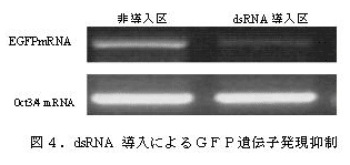 図4.dsRNA導入によるGFP遺伝子発現抑制