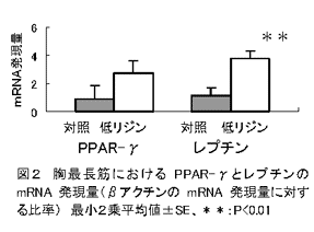 図2 胸最長筋におけるPPAR-γとレプチンの mRNA発現量(βアクチンの mRNA発現量に対する比率) 最小2乗平均値±SE、**:P<0.01
