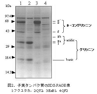 図2 子実タンパク質のSDS-PAGE像