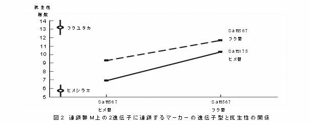 図2 連鎖群M上の2遺伝子に連鎖するマーカーの遺伝子型と抗生性の関係