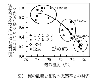 図3 穂の温度と花粉の充実率との関係