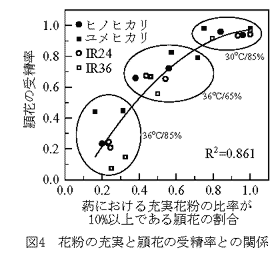 図4 花粉の充実と頴花の受精率との関係