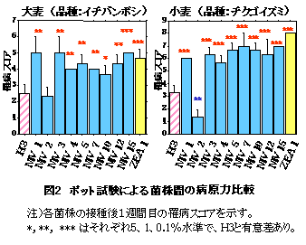 図2 ポット試験による菌株間の病原力比較