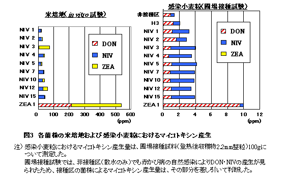 図3 各菌株の米培地および感染小麦粒におけるマイコトキシン産生