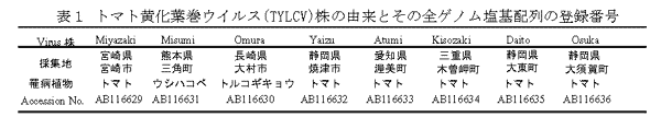 表1 トマト黄化葉巻ウイルス(TYLCV)株の由来とその全ゲノム塩基配列の登録番号