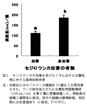 図1 セジロウンカの加害を受けたイネにおける白葉枯病に対する発病抑制効果
