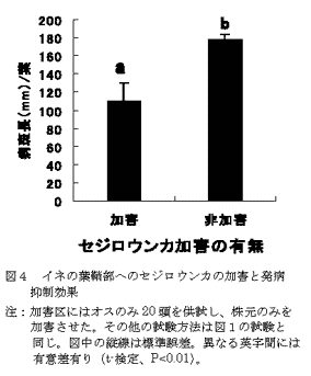 図4 イネの葉鞘部へのセジロウンカの加害と発病抑制効果