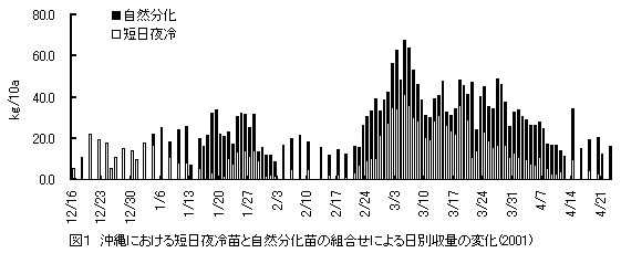 図1 沖縄における短日夜冷苗と自然分化苗の組合せによる日別収量の変化