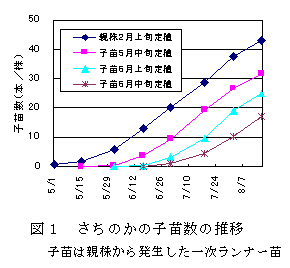 図1 さちのかの子苗数の推移