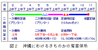 図2 沖縄におけるさちのかの育苗体系