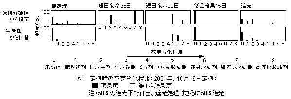 図1 定植時の花芽分化状態