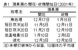 表1 頂果房の開花・収穫開始日