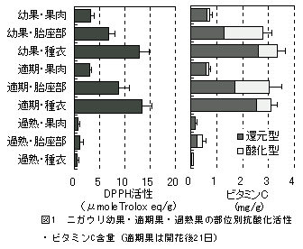 図1 ニガウリ幼果・適期果・過熟果の部位別抗酸化活性・ビタミンC含量