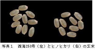 写真1 西海250号(左)とヒノヒカリ(右)の玄米