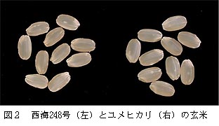 図2 西海248号(左)とユメヒカリ(右)の玄米