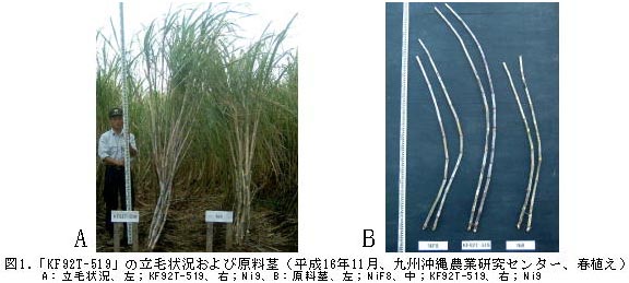 図1.「KF92T-519」の立毛状況および原料茎