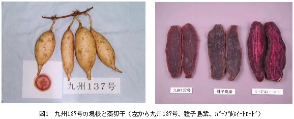 図1 九州137号の塊根と蒸切干