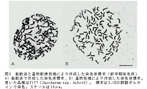図2 風乾法と温熱乾燥処理により作成した染色体標本