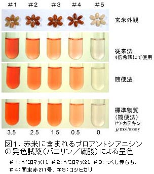 図1.赤米に含まれるプロアントシアニジン の発色試薬(バニリン/硫酸)による呈色