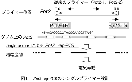 図1. Pot2 rep-PCR のシングルプライマー設計