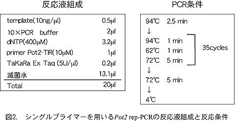 図2. シングルプライマーを用いるPot2 rep-PCR の反応液組成と反応条件