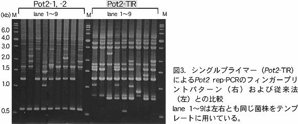 図3 . シングルプライマー (Pot2-TIR)によるPot2 rep-PCR の フィンガープリントパターン(右) および従来法(左)との比較