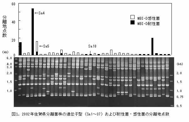 図1.2002年佐賀県分離菌株の遺伝子型(Sa01～37)および耐性菌・感性菌の分離地点数