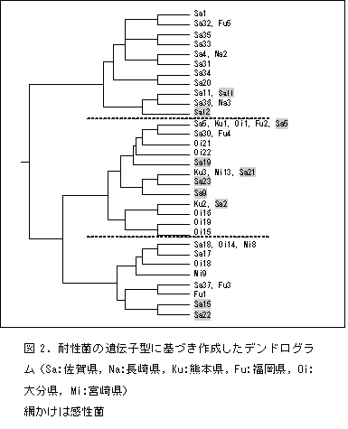 図2.MBI-D 耐性菌の遺伝子型に基づき作成した 系統樹
