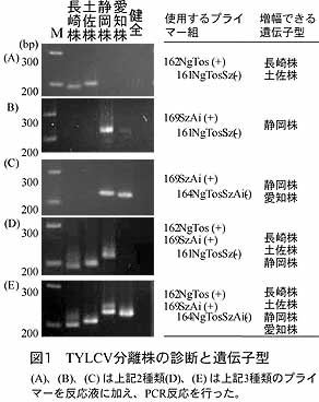 トマト黄化葉巻ウイルス(TYLCV)分離株間の遺伝子型簡易診断・識別法