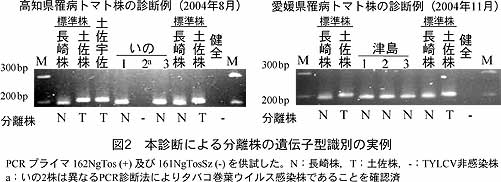 図2  本診断法による分離株の遺伝子型識別の実例