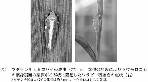 図1 フタテンチビヨコバイの成虫(左)と、本種の加害によりトウモロ コシの葉身裏面の葉脈がこぶ状に隆起したワラビー萎縮症の症状(右)