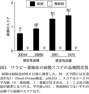 図3 ワラビー萎縮症の病徴スコアの品種間差異