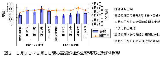 図3 1月6日～2月1日間の高温処理が生育開花に及ぼす影響