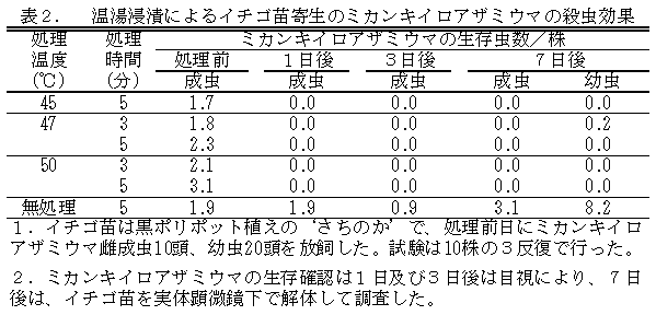 表2. 温湯浸漬によるイチゴ苗寄生のミカンキイロアザミウマの殺虫効果