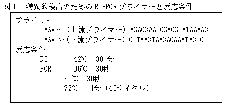 図1 特異的検出のためのRT-PCR プライマーと反応条件