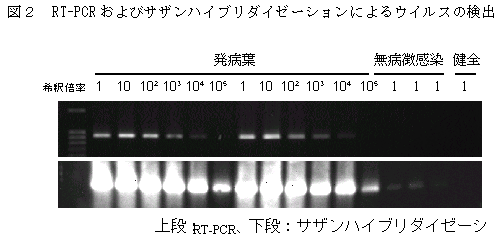 図2 RT-PCR およびサザンハイブリダイゼーションによるウイルスの検出