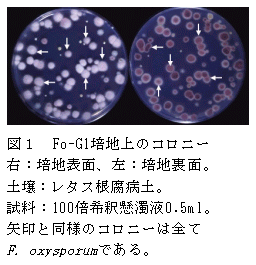 図1 Fo-G1培地上のコロニー