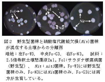 図2 野生型菌株と硝酸塩代謝能欠損(Nit)菌株が混在する土壌からの分離例