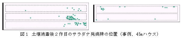 図1 土壌消毒後2作目のサラダナ発病株の位置