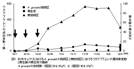 図1 秋作キュウリにおけるA . gossypii の放飼区と無放飼区におけるワタアブラムシの個体数変動 と寄生蜂の寄生率の推移