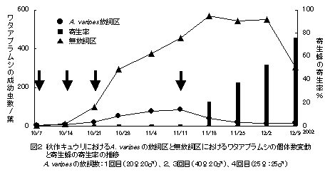 図2 秋作キュウリにおけるA . varipes の放飼区と無放飼区におけるワタアブラムシの個体数変動 と寄生蜂の寄生率の推移