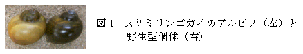 図1 スクミリンゴガイのアルビノ(左)と野生型個体(右)